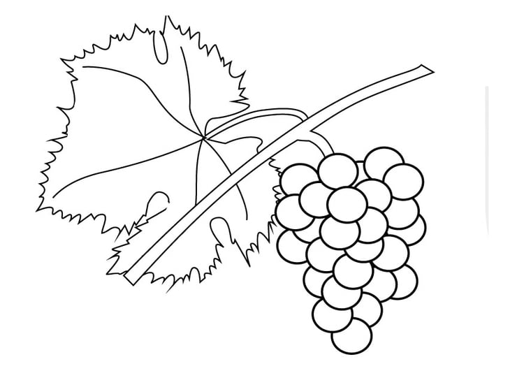 Coloring page grapevine