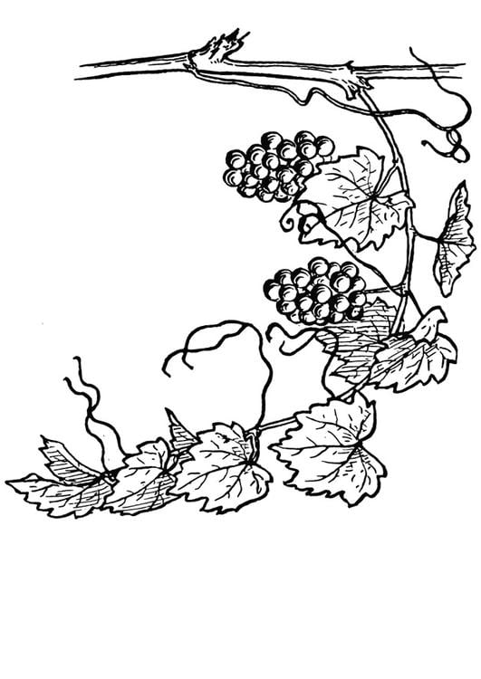 grape-vine