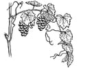 Coloring page grape-vine