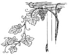 Coloring page Grapevine