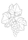 Coloring page grapevine