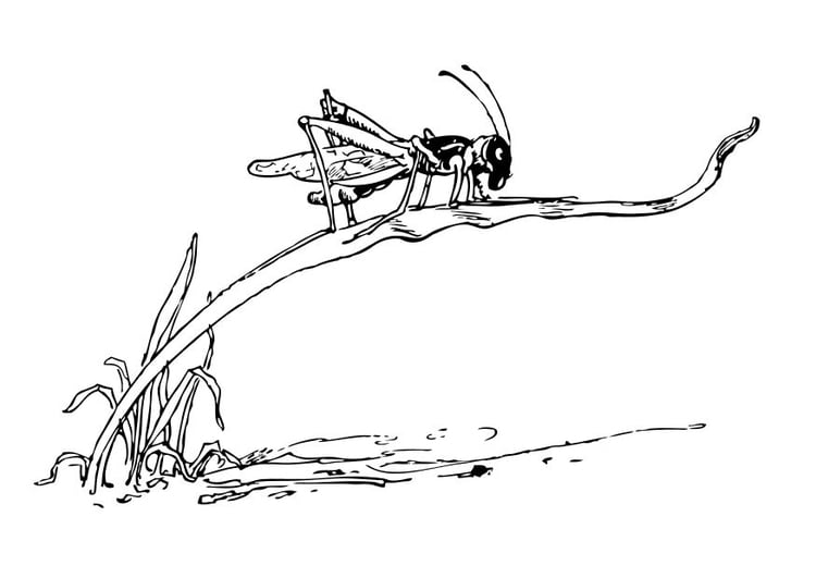 Coloring page grasshopper