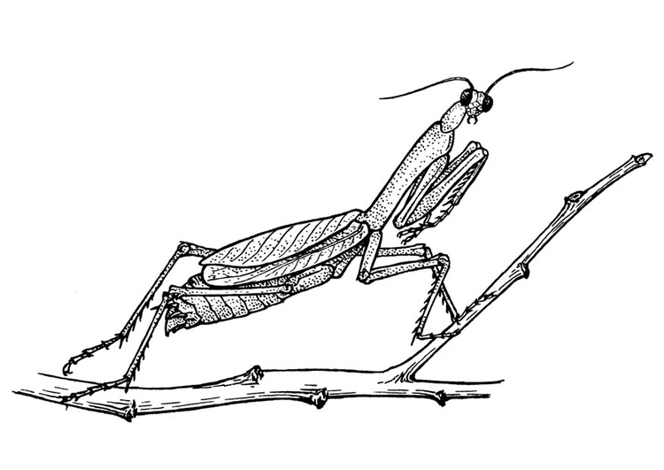 Coloring page grasshopper - praying mantis