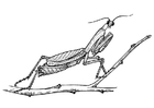 Coloring page grasshopper - praying mantis