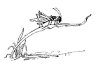 Coloring page grasshopper