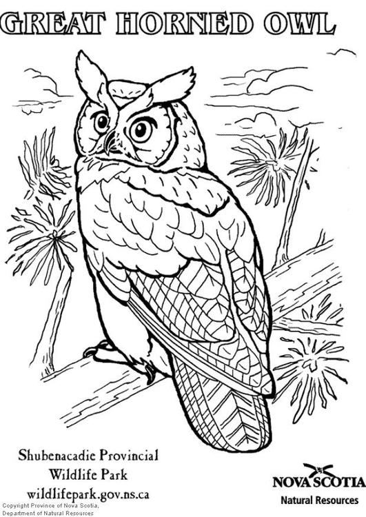 great horned owl