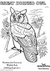 great horned owl