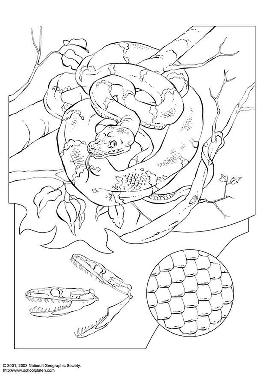 Coloring page green boa