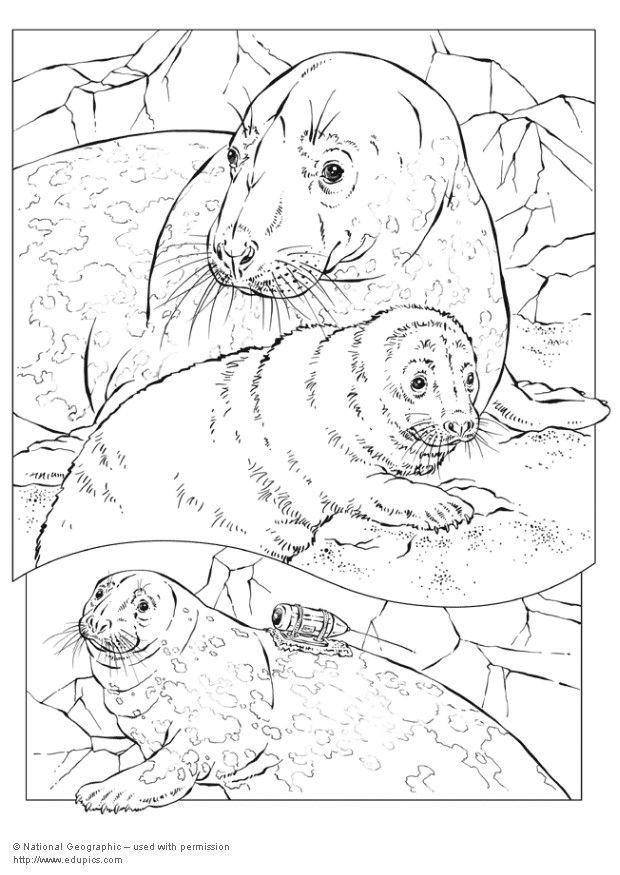 Coloring page grey seal