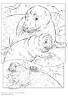 Coloring page grey seal