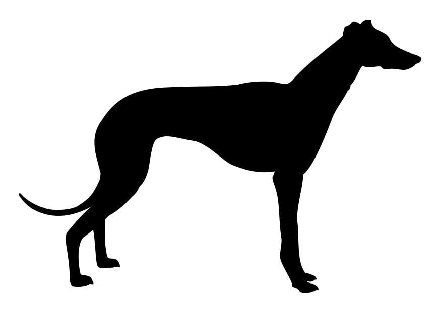 Coloring page greyhound