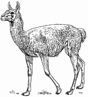 Coloring pages guanaco