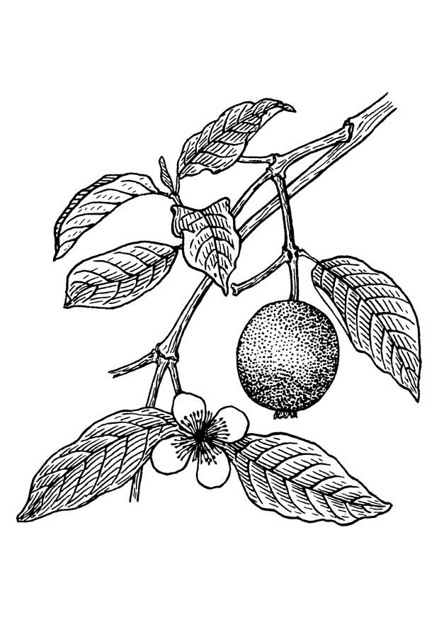 Coloring page guava