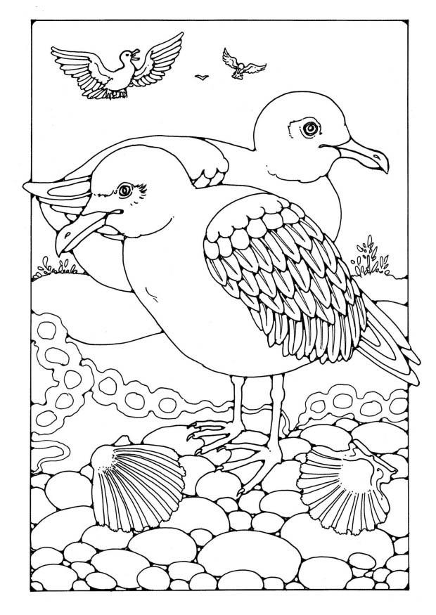 Coloring page Gull