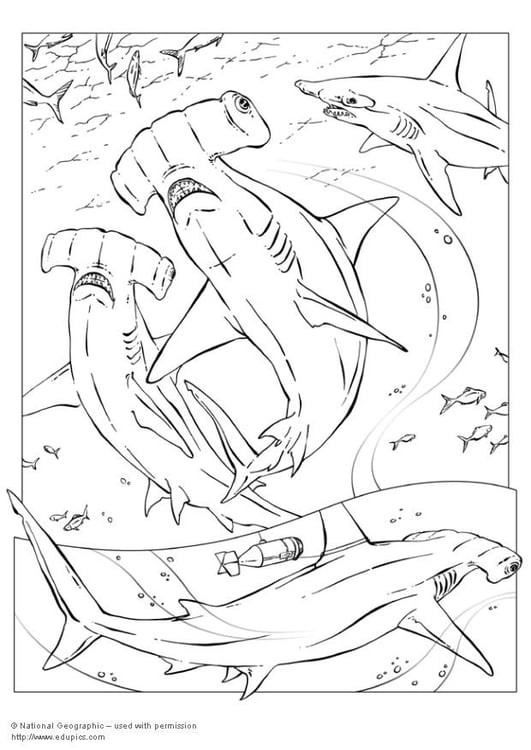 Coloring page hammerhead shark