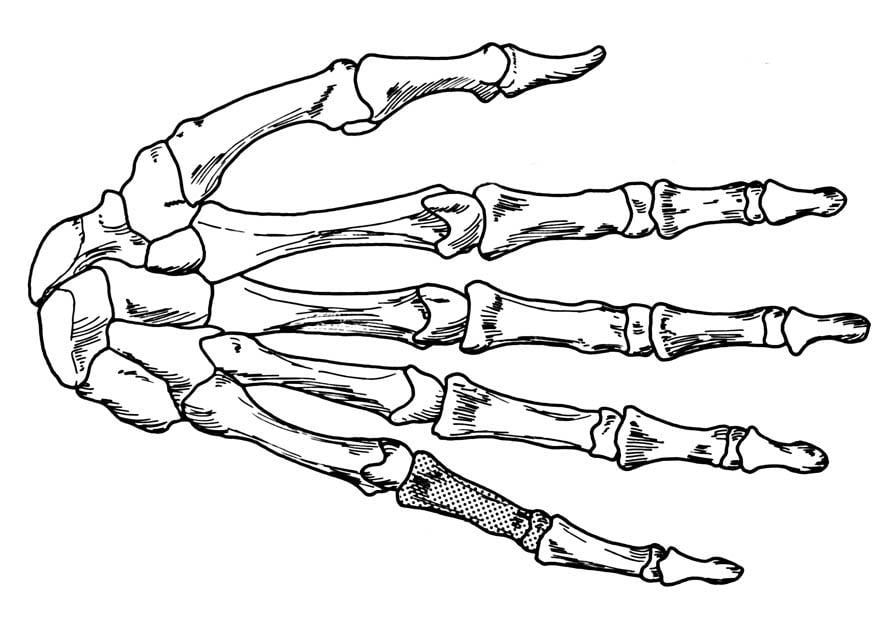 Coloring page hand - skeleton