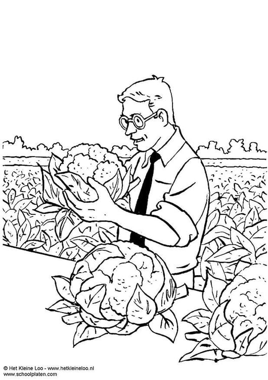 Coloring page harvesting cauliflower