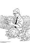 Coloring page harvesting cauliflower