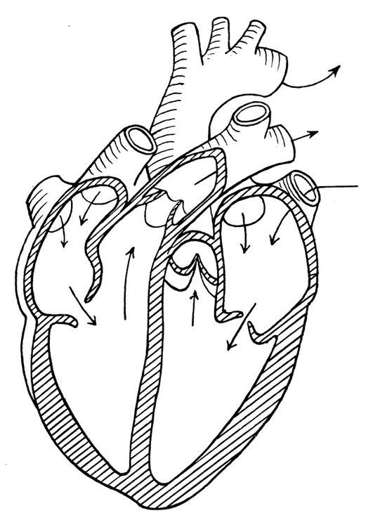 Coloring page heart