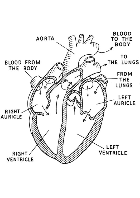 Coloring page heart