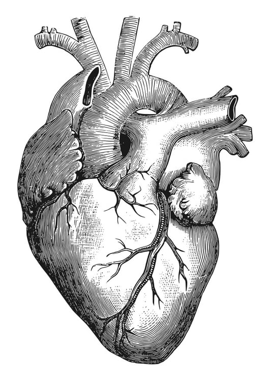 Coloring page heart