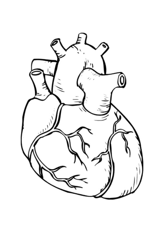 heart parts coloring pages