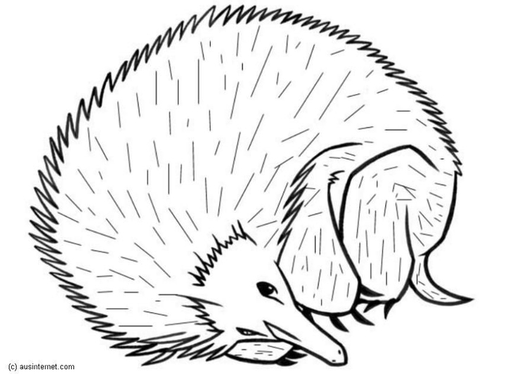 Coloring page hedgehog