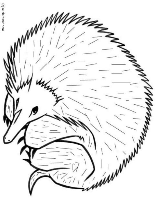 hedgehog