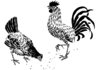 Hen and Rooster