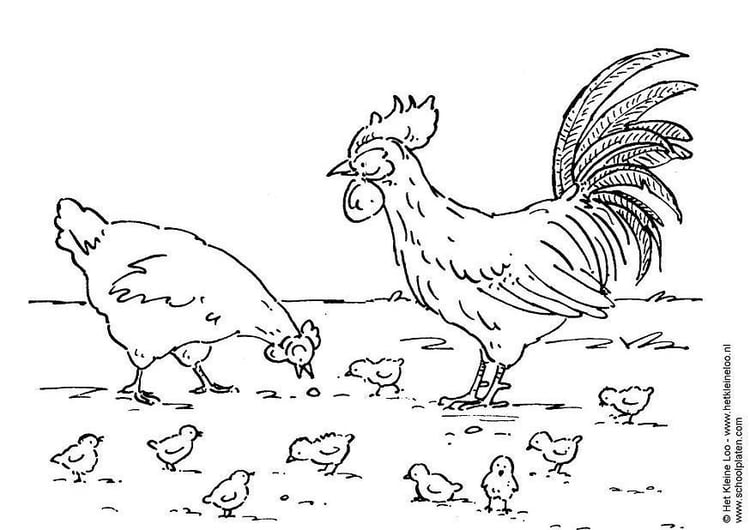 Coloring page hen, rooster and chickens