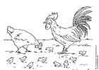 Coloring page hen, rooster and chicks