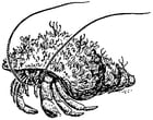Coloring page Hermit Crab