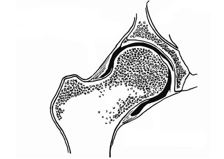 Coloring page Hip joint