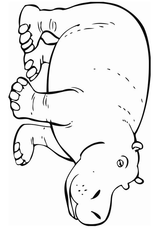 Hippopotamus