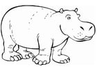 Hippopotamus