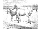 Coloring pages horse and foal