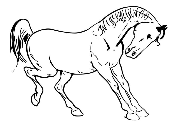 Coloring page horse