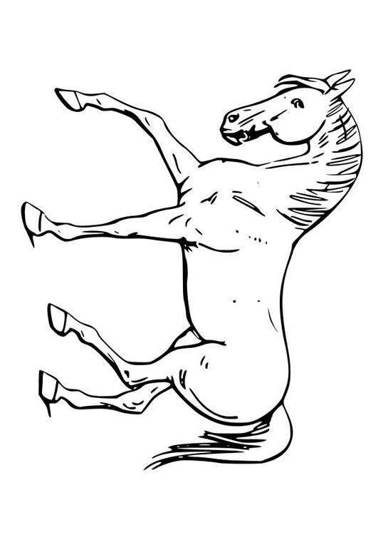 horse