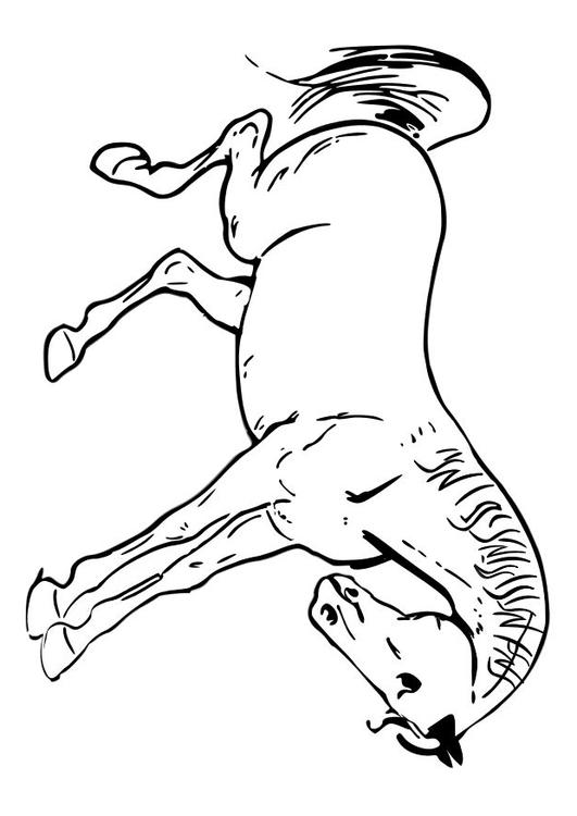 horse