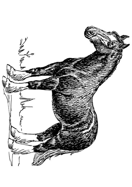 horse