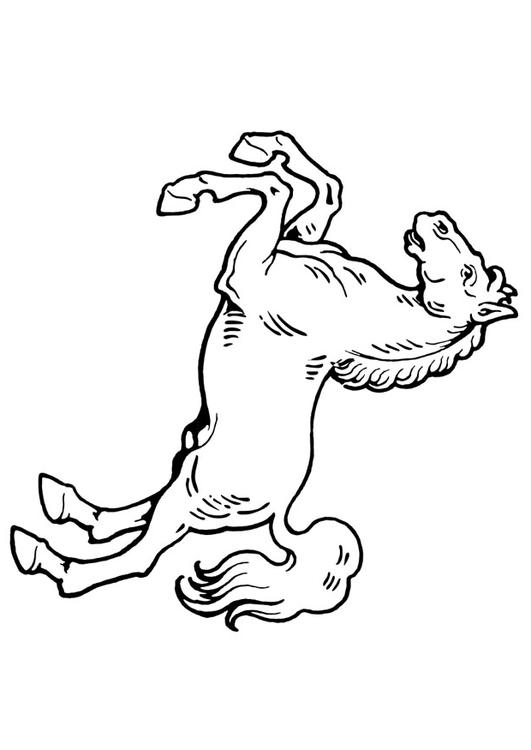 horse