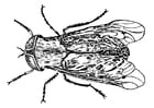 Coloring pages horsefly