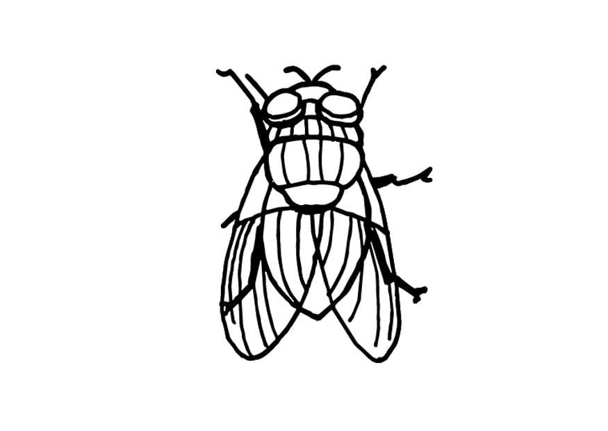 Coloring page housefly