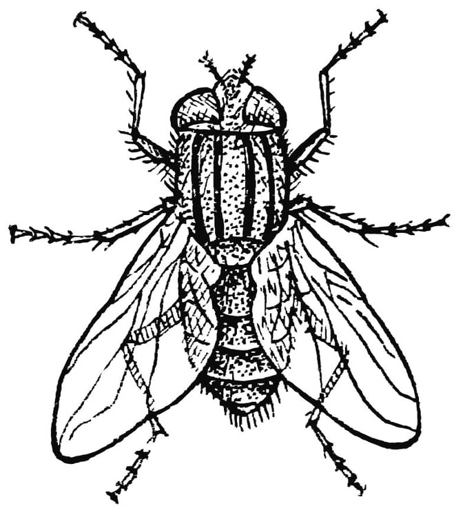 Coloring page houseFly