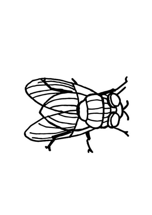 housefly