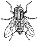 Coloring pages houseFly