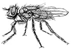 Coloring page housefly