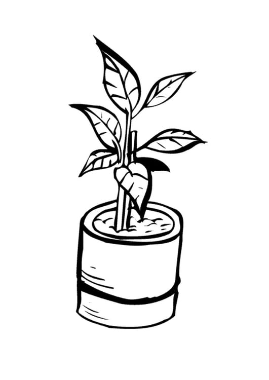 Coloring page houseplant