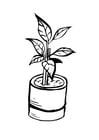 Coloring page houseplant