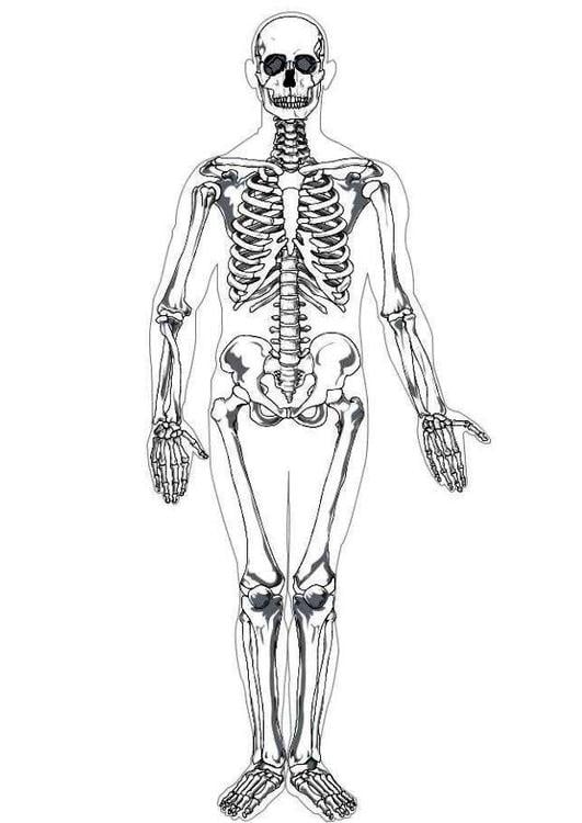 human skeleton